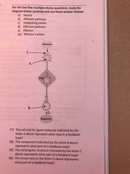 For the last few multiple-choice questions, study the diagram below carefully and use these answer choices: a) Sensor b) Afferent pathway c) Integrating center d) Efferent pathway e) Effector ab) Effectors action Stimulus C. A. CNS B. D. 57) The cell and its signal molecule indicated by the letter A above represent what step in a feedback 58) The component indicated by the letter B above 59) The rectangular structure indicated by the letter C 60) The arrow next to the letter D above represents loop? represents what part of a feedback loop? above represents what part of a feedback loop? what part of a feedback loop?