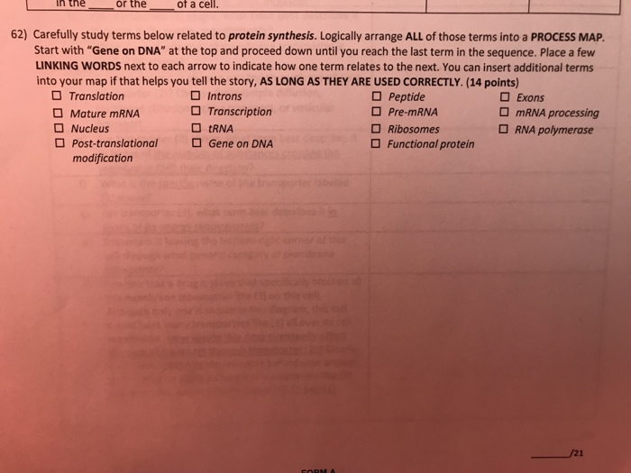 or the of a cell 62) Carefully study terms below related to protein synthesis. Logically arrange ALL of those terms into a PROCESS MAP. Start with Gene on DNA at the top and proceed down until you reach the last term in the sequence. Place a few LINKING WORDS next to each arrow to indicate how one term relates to the next. You can insert additional terms into your map if that helps you tell the story, AS LONG AS THEY ARE USED CORRECTLY. (14 points) Peptide Pre-mRNA Ribosomes Functional protein Introns □ Exons Translation Mature mRNA Nucleus O Transcription □ tRNA mRNA processing RNA polymerase □ Gene on DNA ost-translational modification